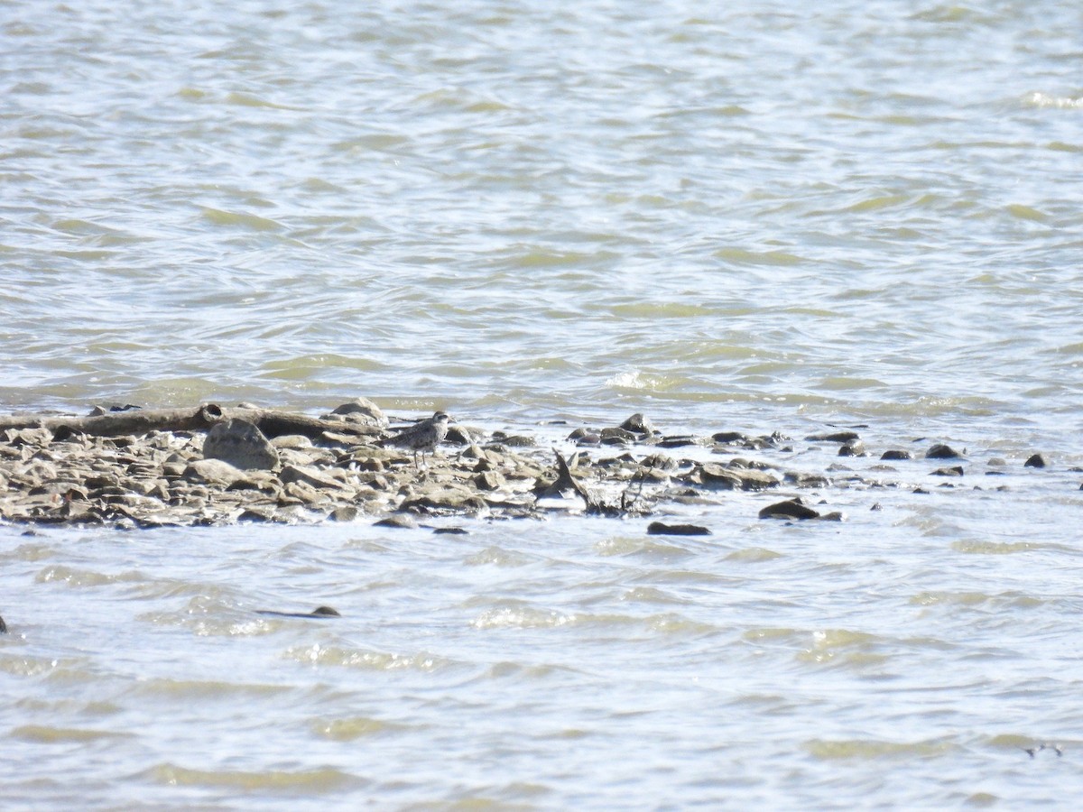 American Golden-Plover - ML642991385