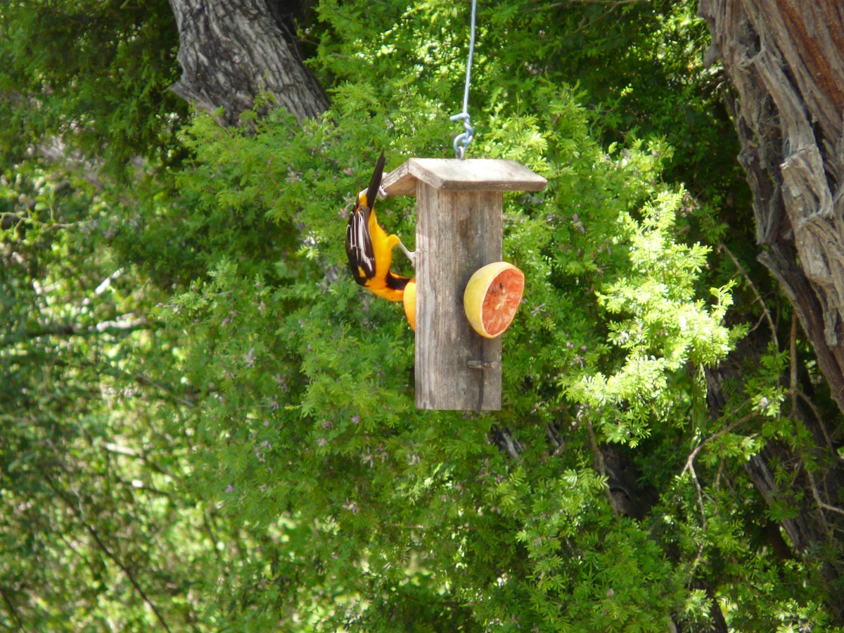 Altamira Oriole - ML642991386