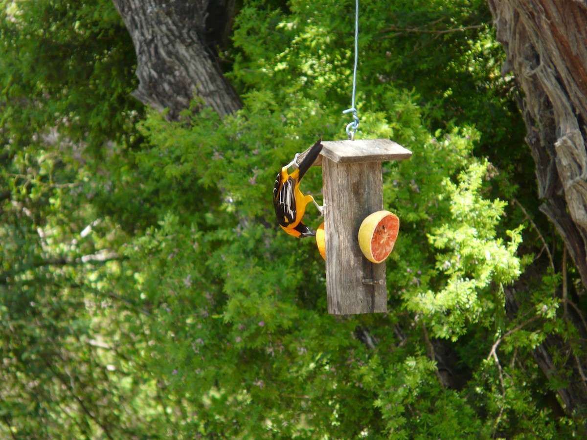 Altamira Oriole - ML642991388