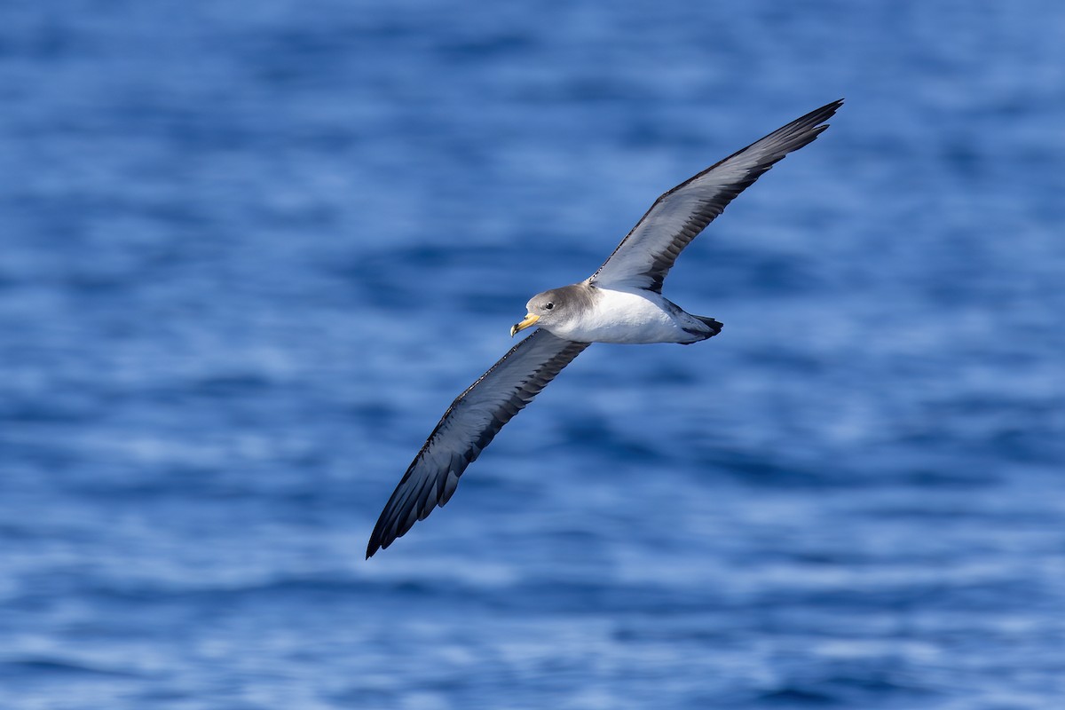 Scopoli's Shearwater - ML642991396