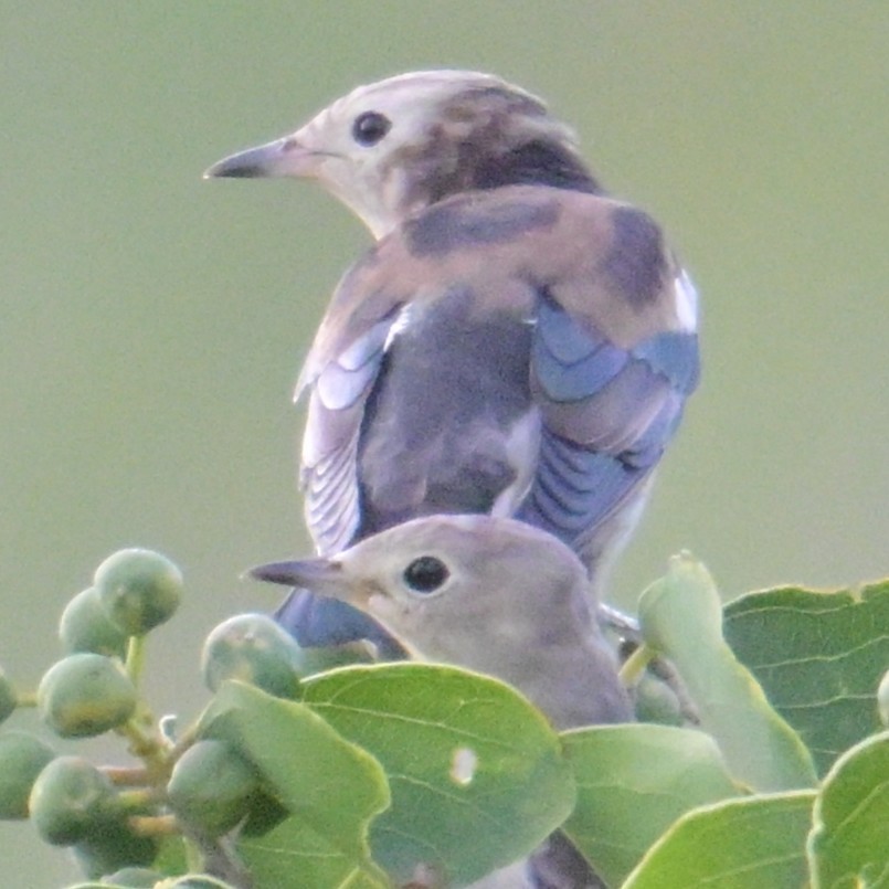 Chestnut-cheeked Starling - ML642991408