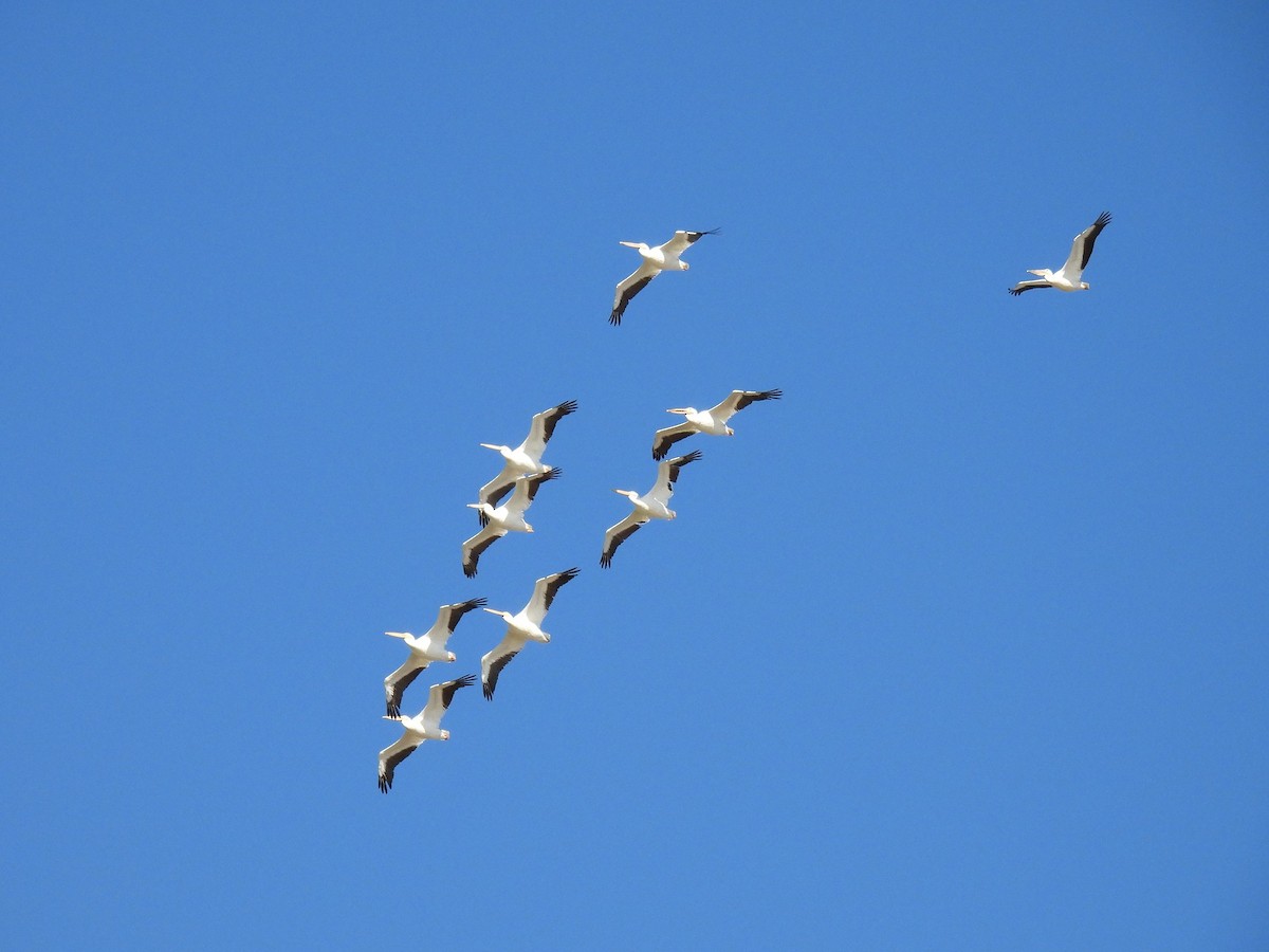 American White Pelican - ML642991410