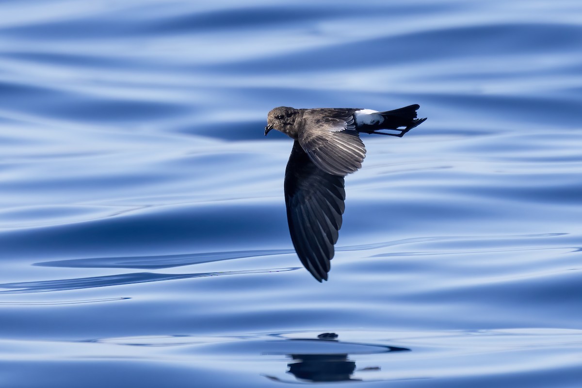 Wilson's Storm-Petrel - ML642991413