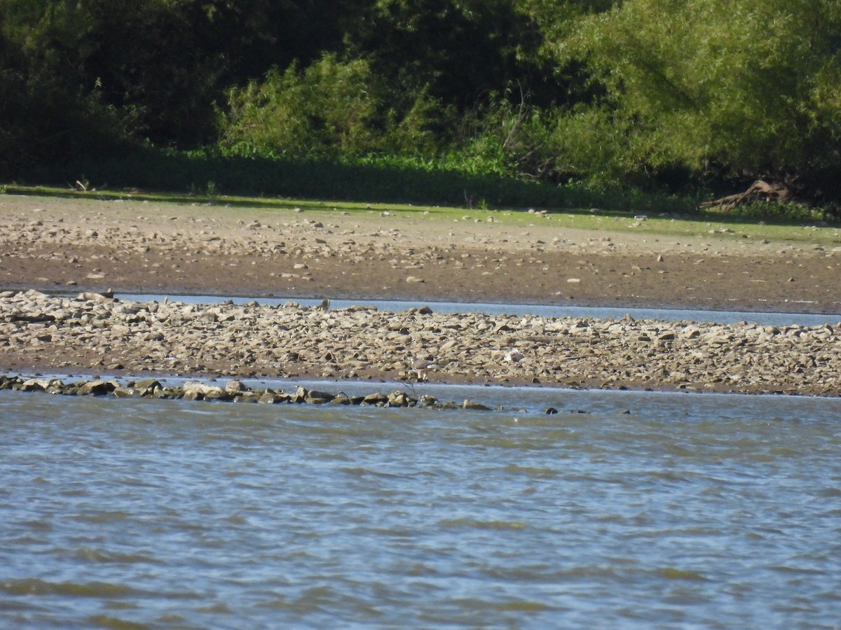 Peregrine Falcon - ML642991422