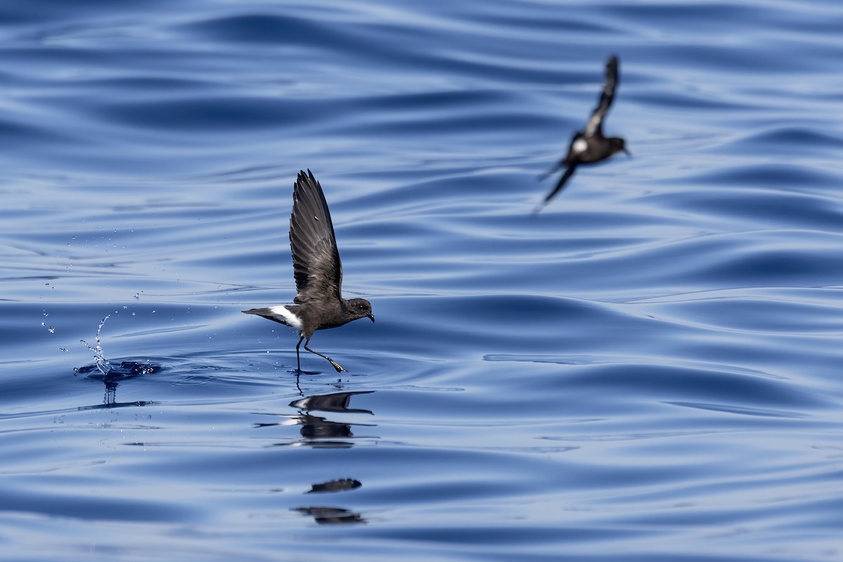 Wilson's Storm-Petrel - ML642991424