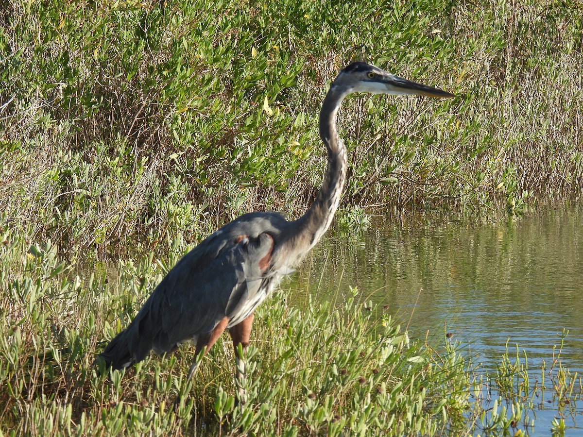 Great Blue Heron - ML642991430