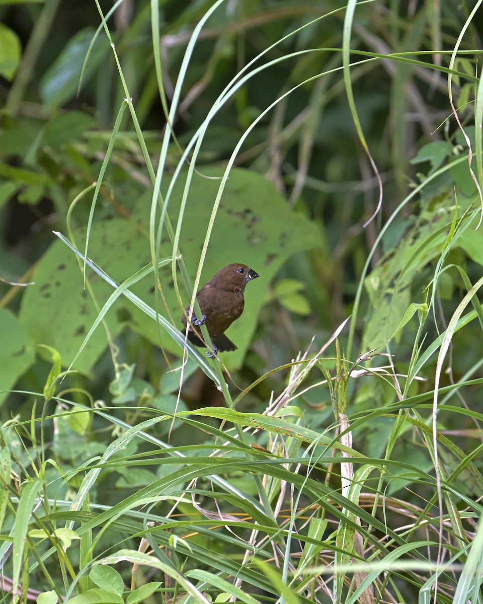 Blue-black Grosbeak - ML642991446