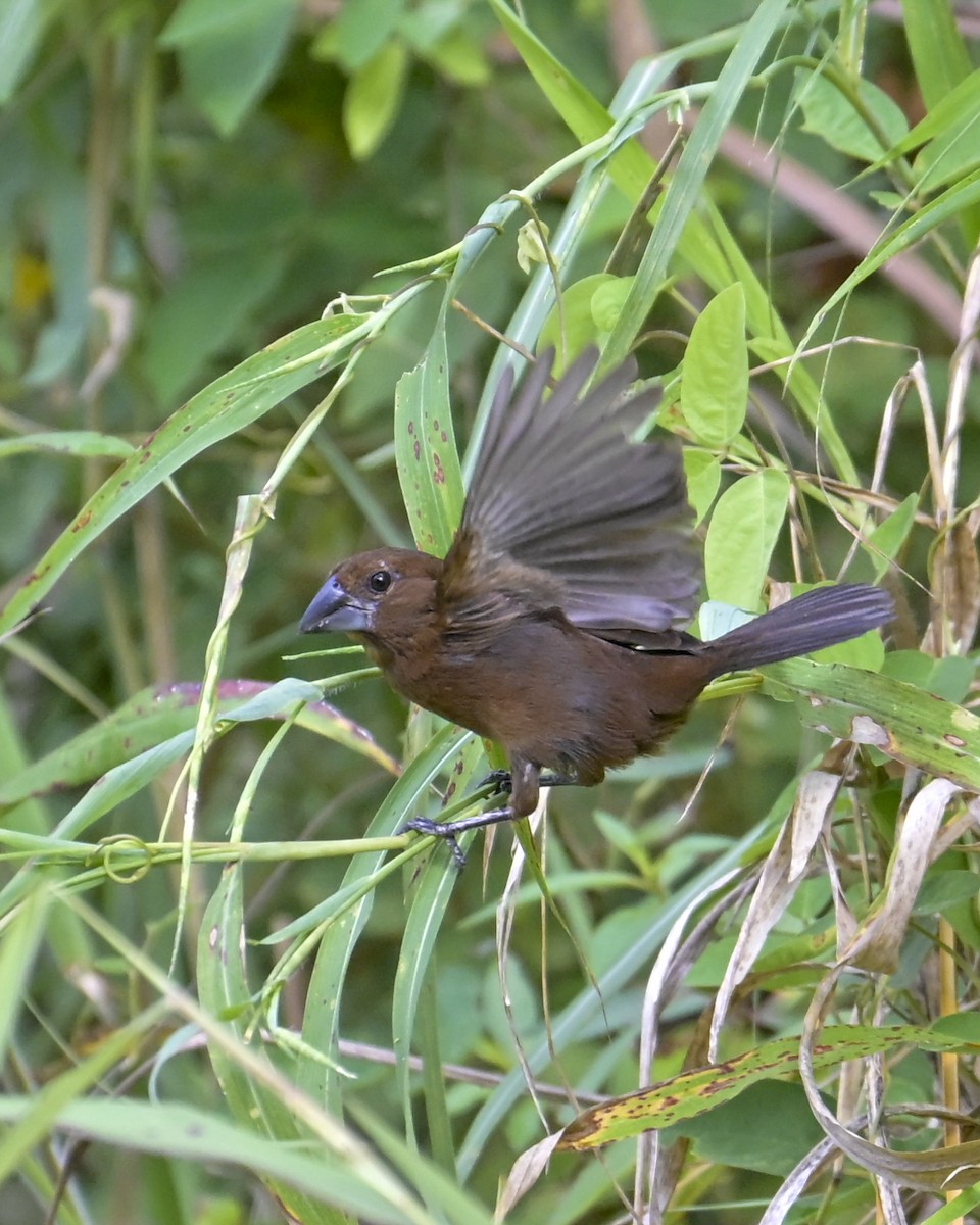 Blue-black Grosbeak - ML642991447