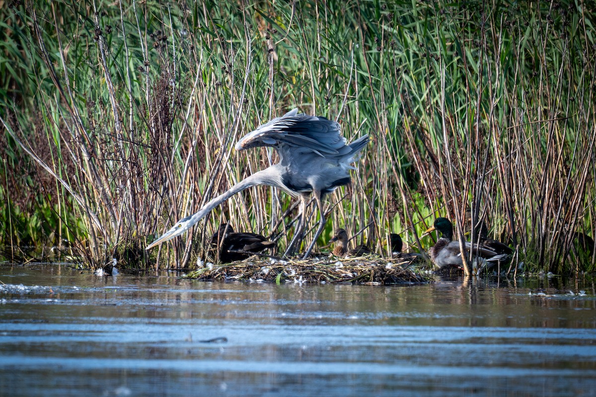 Great Blue Heron - ML642991448