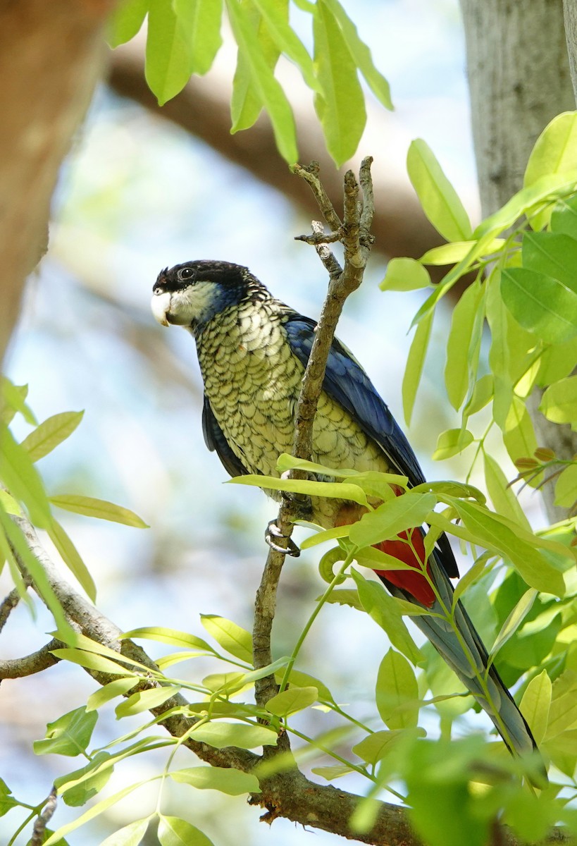 Northern Rosella - ML642991458