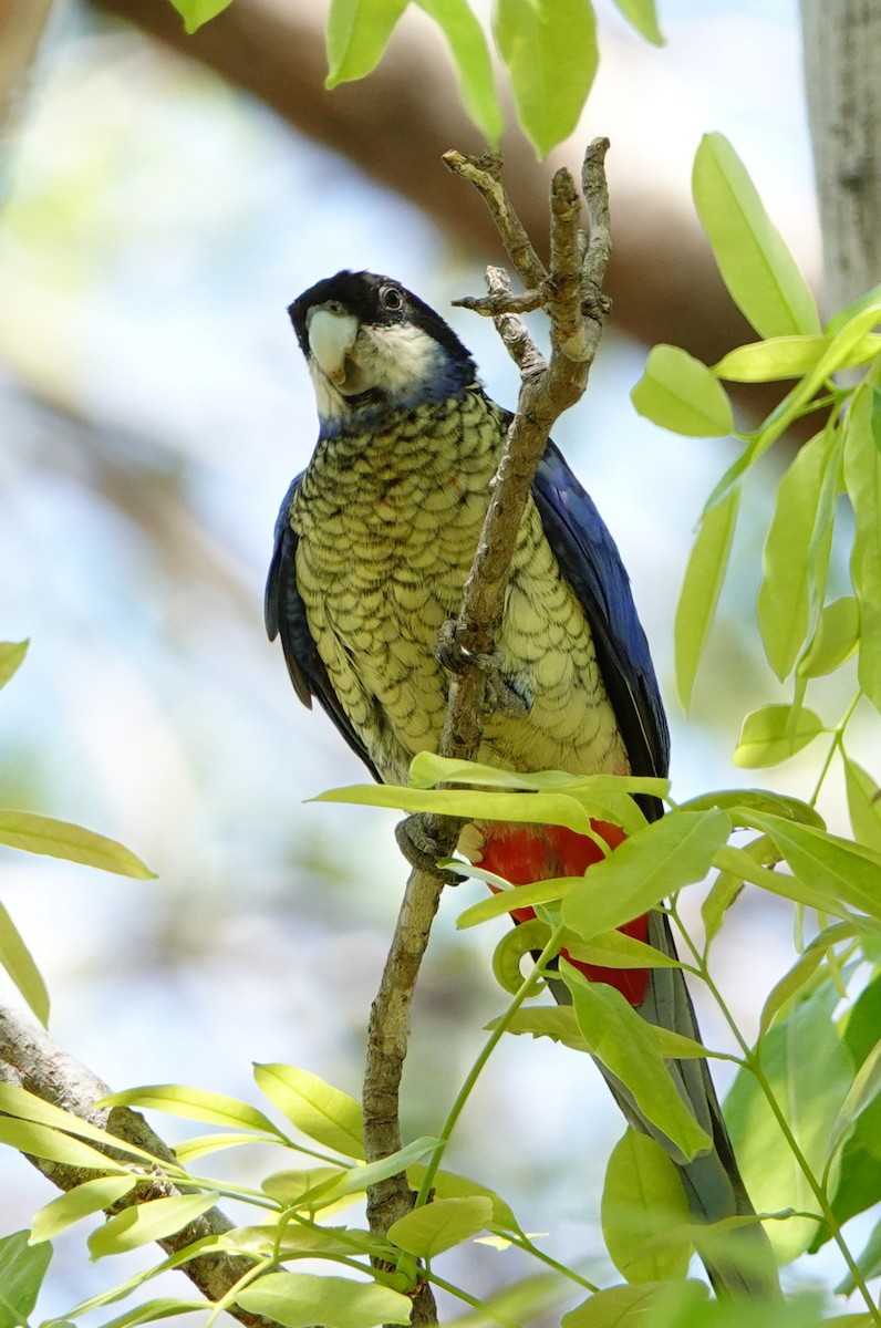 Northern Rosella - ML642991459