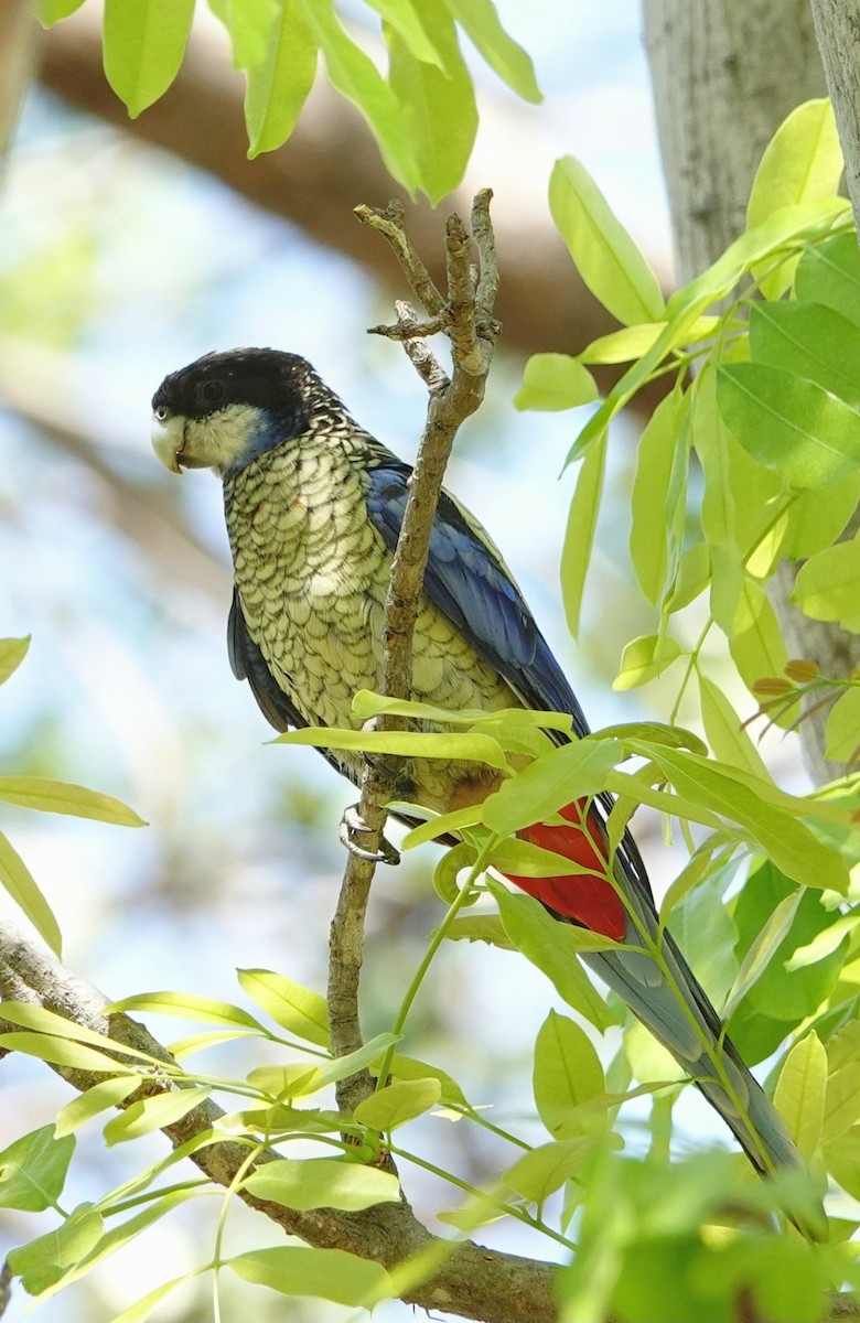 Northern Rosella - ML642991460