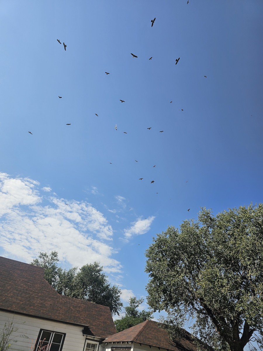 Mississippi Kite - ML642991474