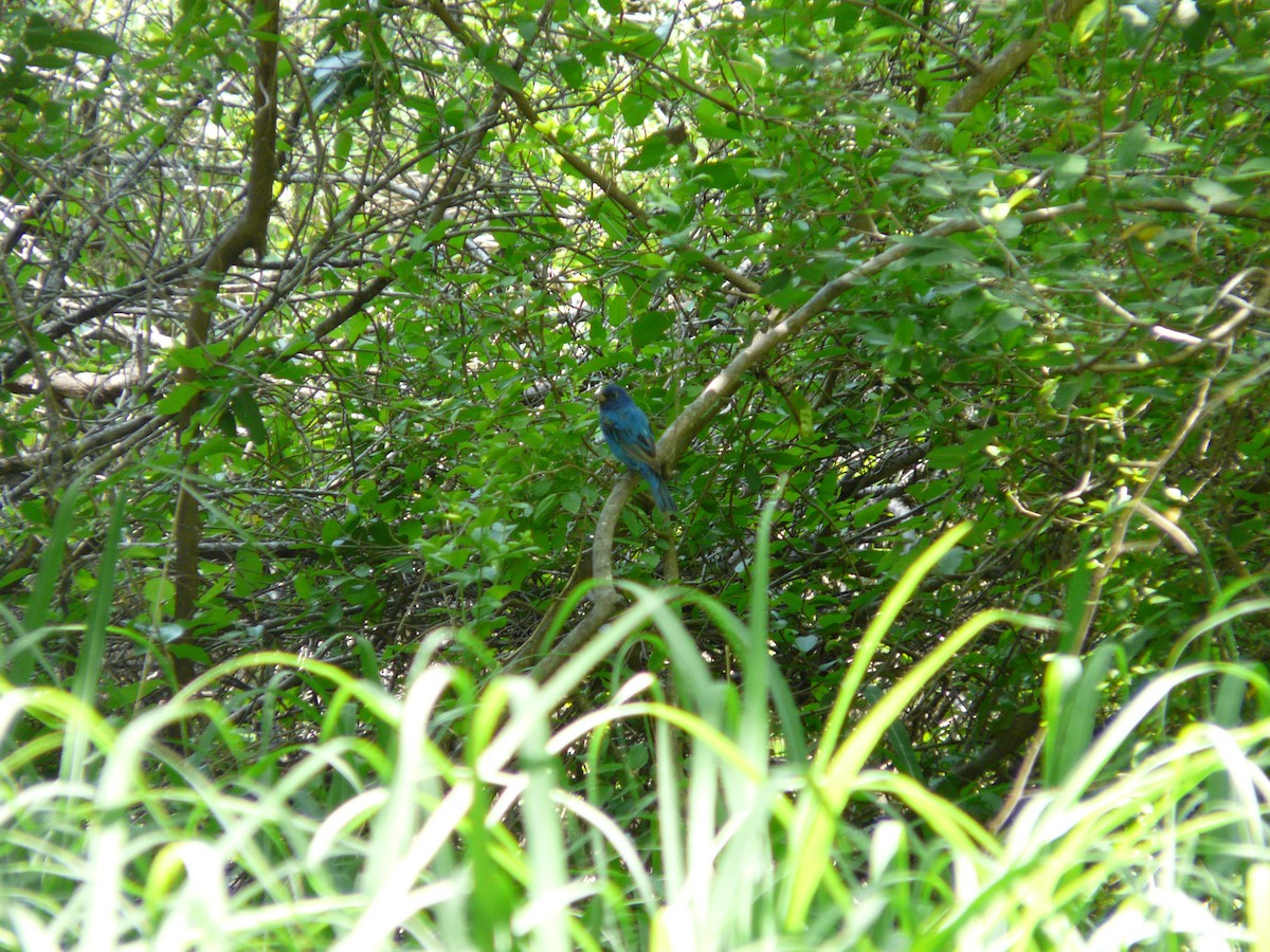 Indigo Bunting - ML642991482