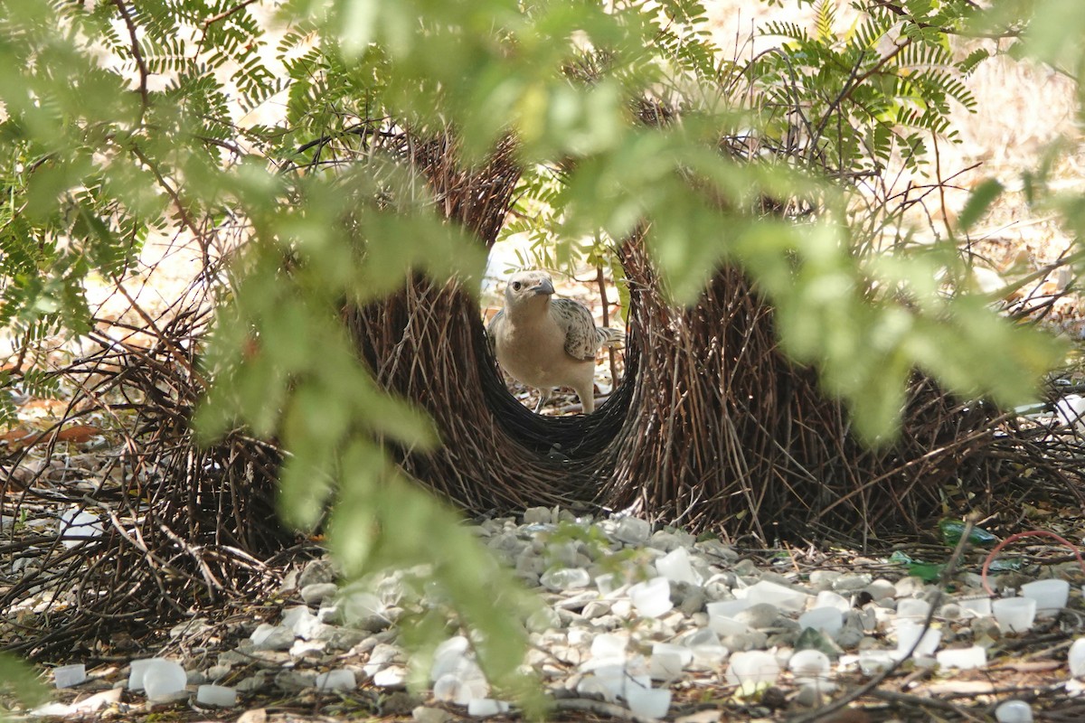 Great Bowerbird - ML642991505