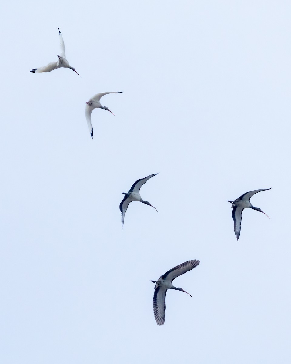 Ibis zuria - ML642991527