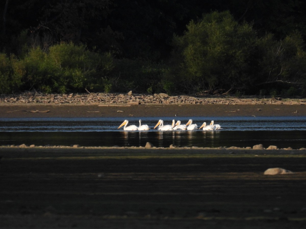 American White Pelican - ML642991533