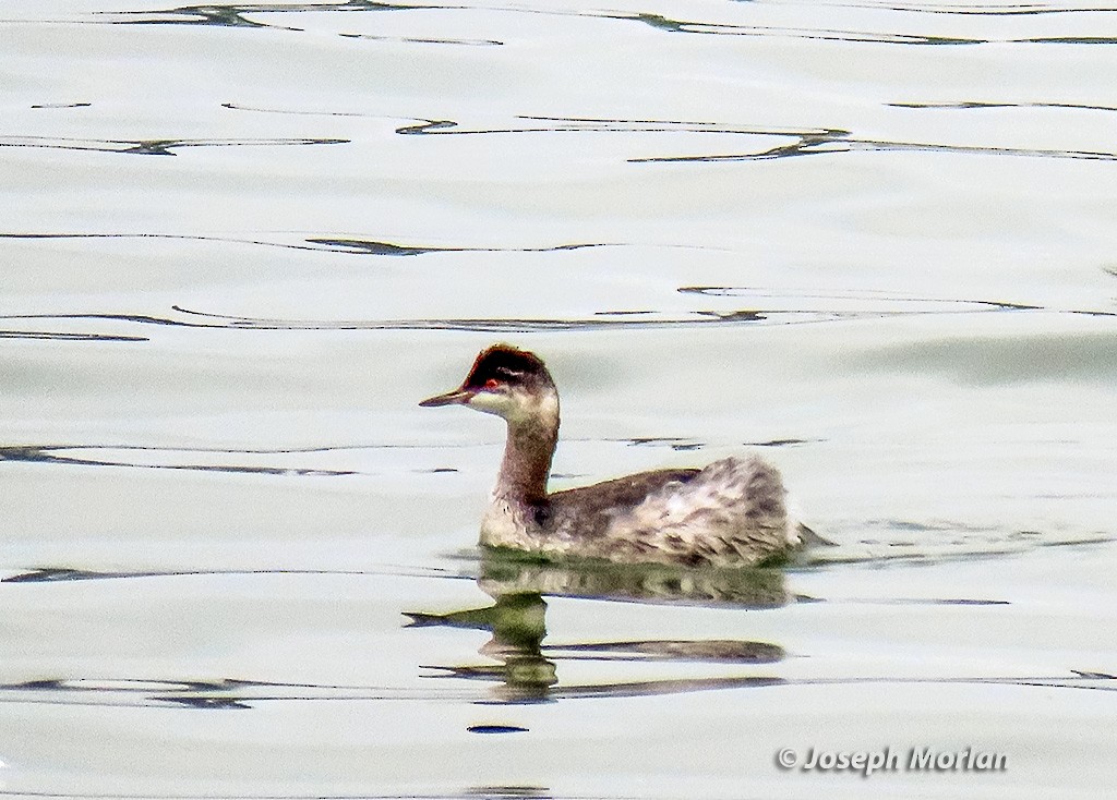 Eared Grebe - ML642991536