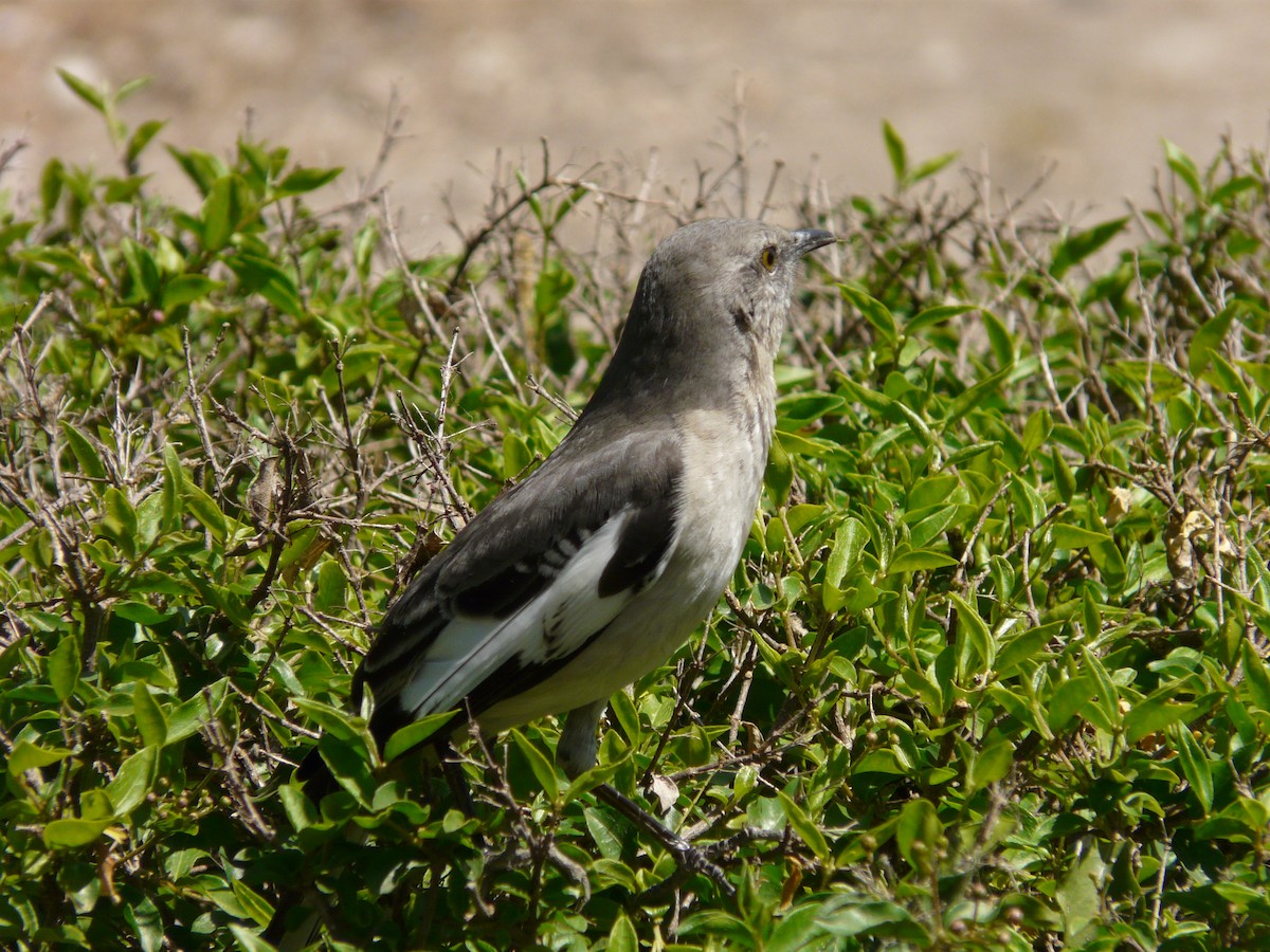 Northern Mockingbird - ML642991543