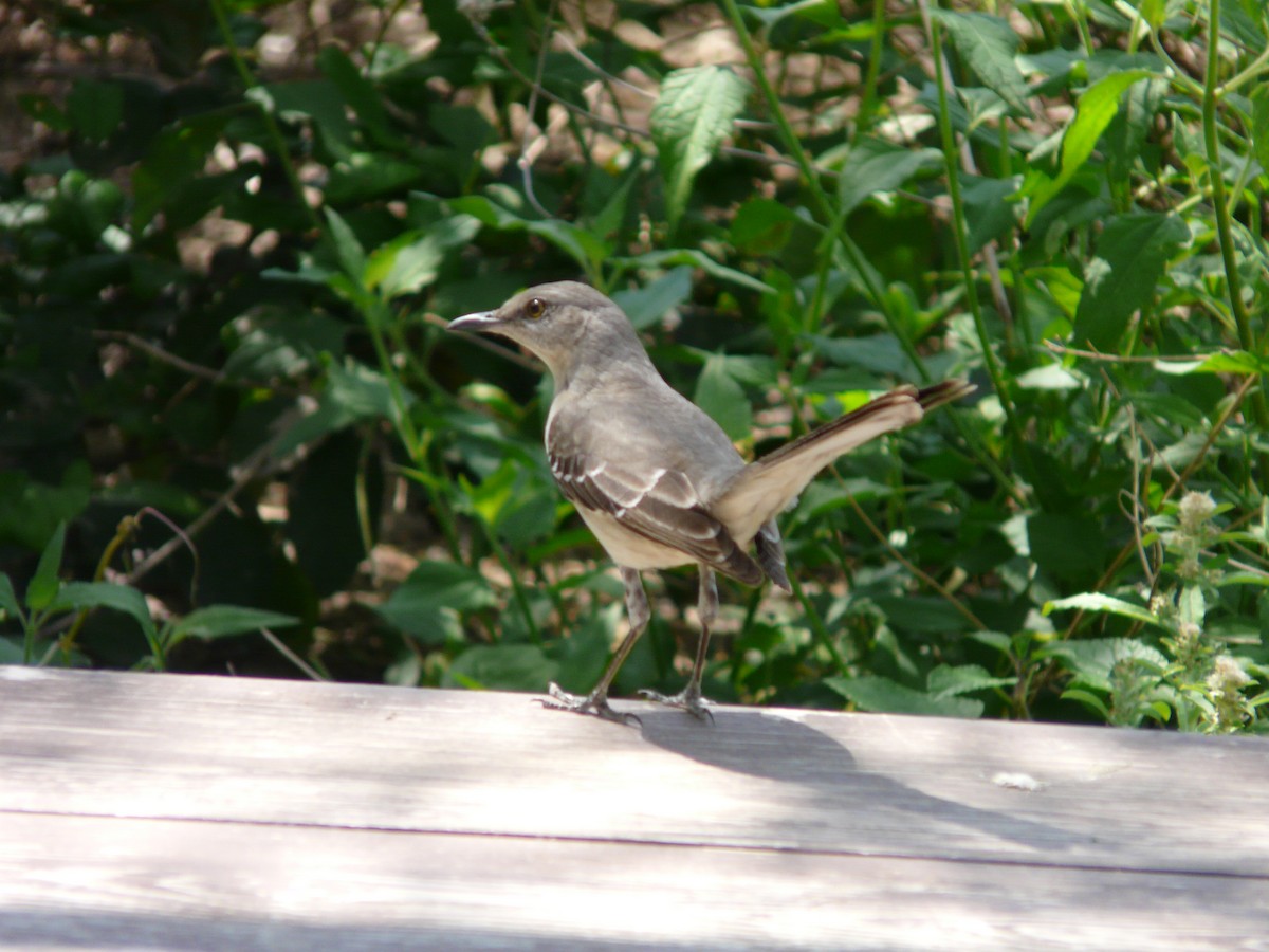 Northern Mockingbird - ML642991544