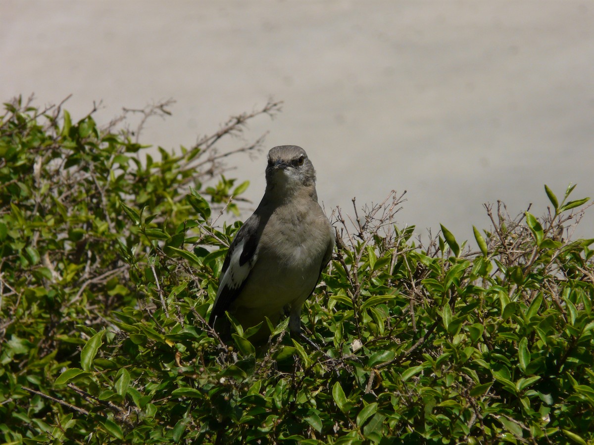 Northern Mockingbird - ML642991545