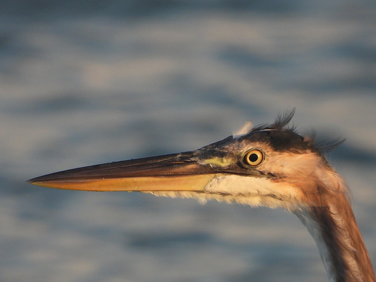 Great Blue Heron - ML642991546