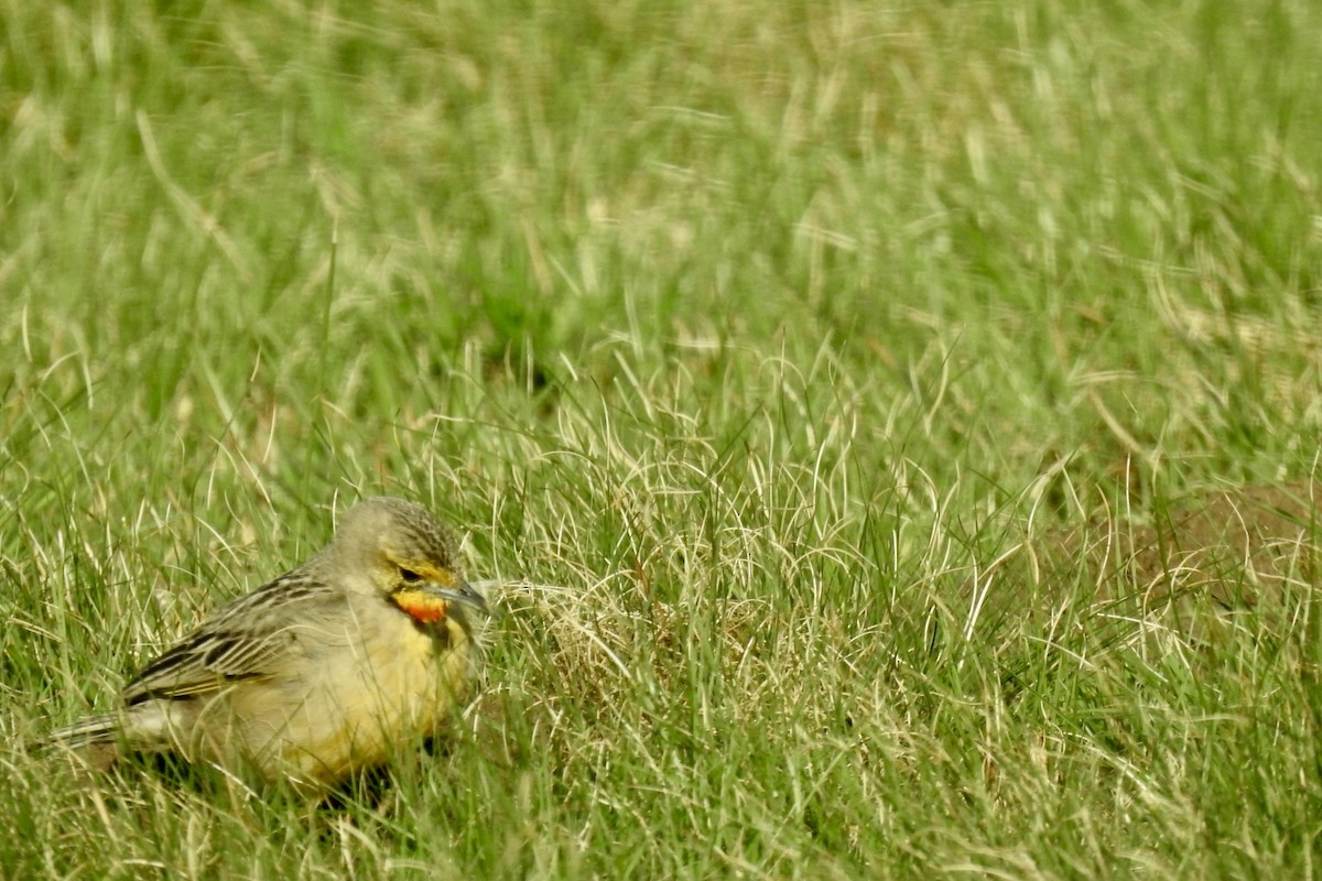 Orange-throated Longclaw - ML642991556