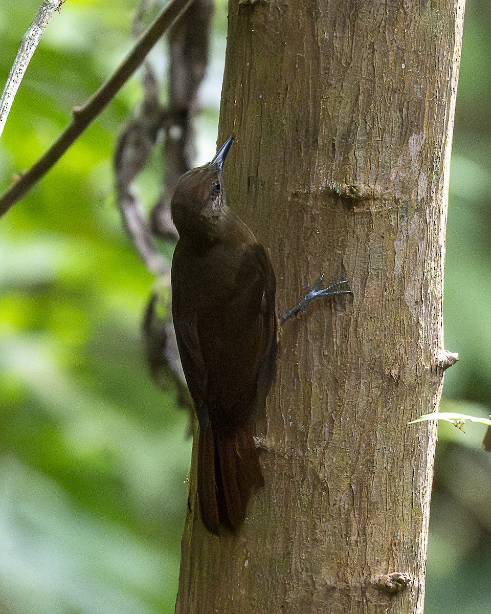 Plain-brown Woodcreeper - ML642991559