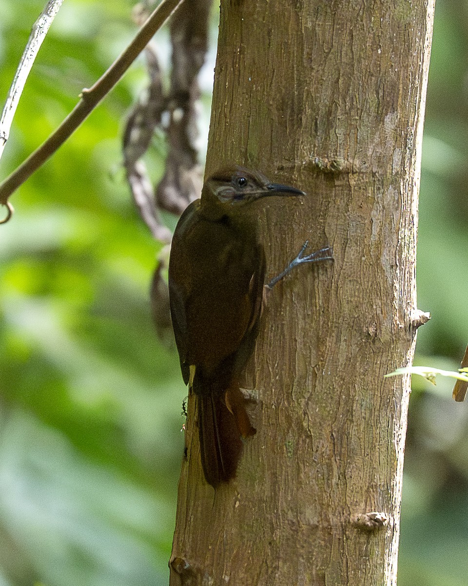 Plain-brown Woodcreeper - ML642991560