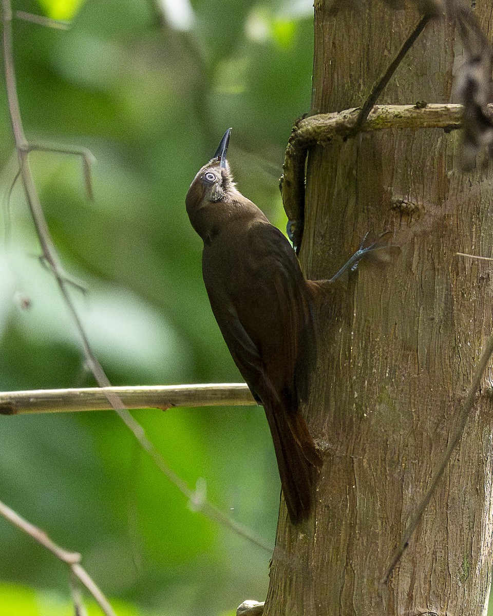 Plain-brown Woodcreeper - ML642991561