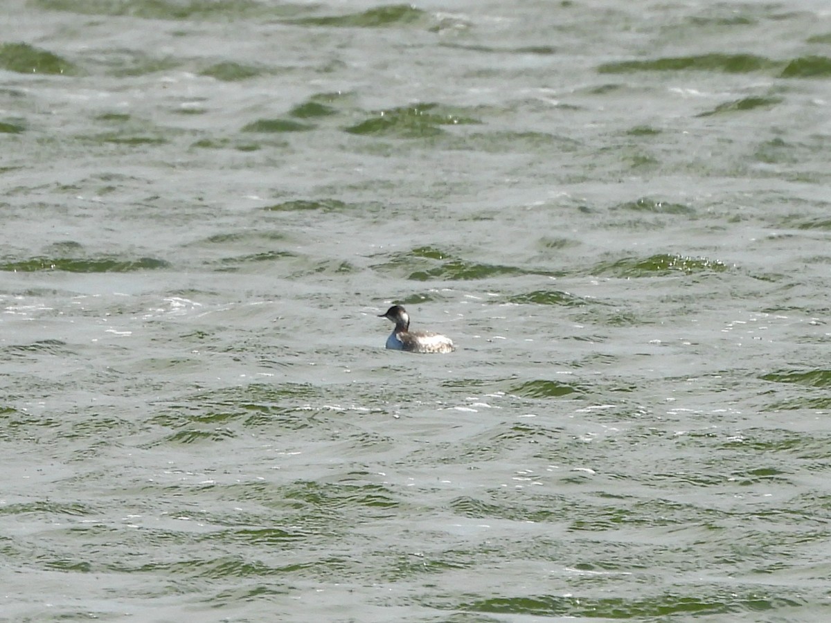 Eared Grebe - ML642991564