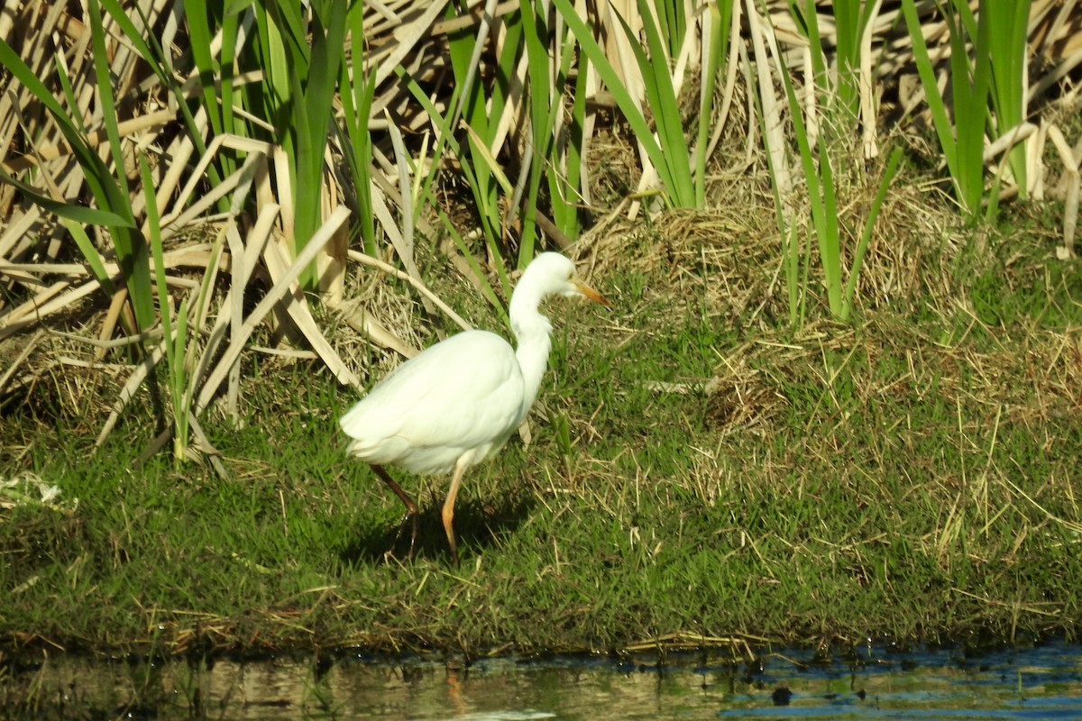 Yellow-billed Egret - ML642991577