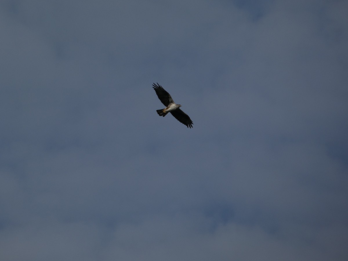 Bonelli arranoa - ML642991580