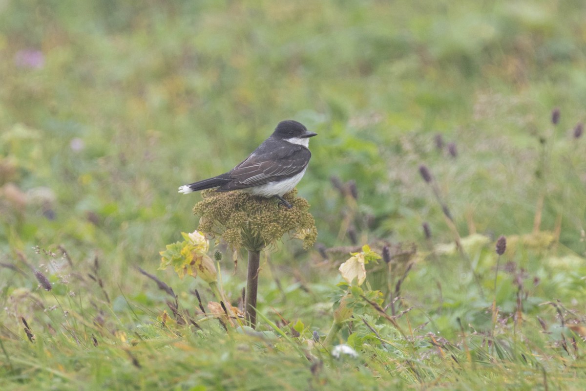 Eastern Kingbird - ML642991581
