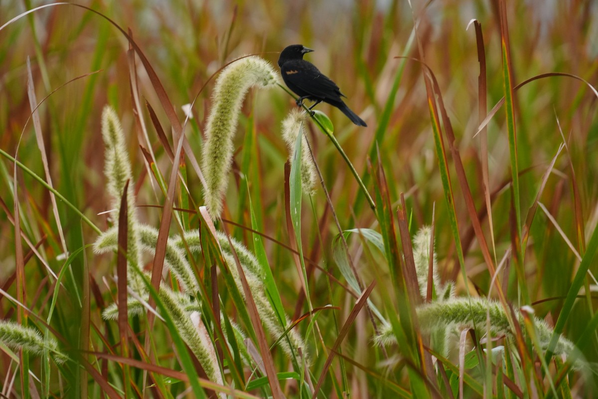 Red-winged Blackbird - ML642991582