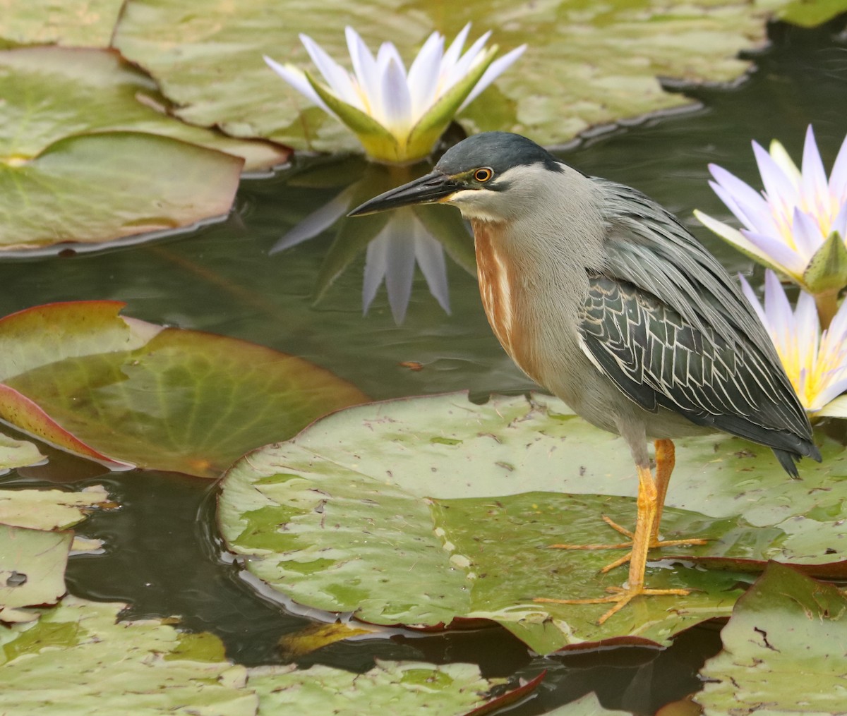 Striated Heron - ML642991583