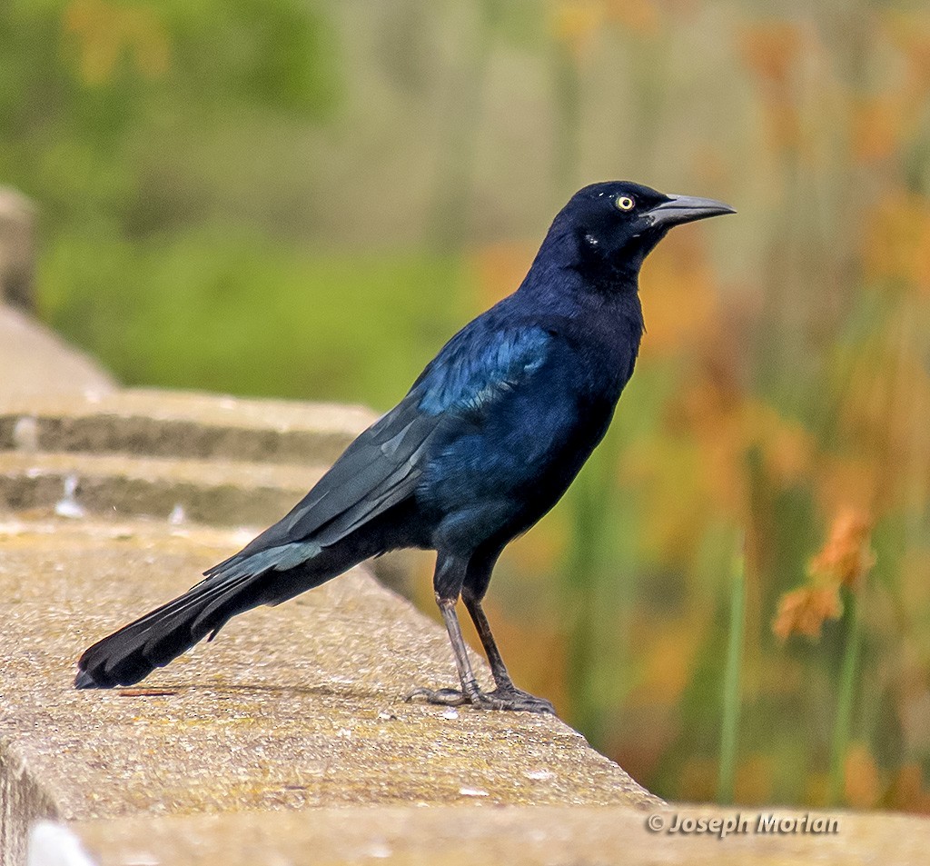 Great-tailed Grackle - ML642991584