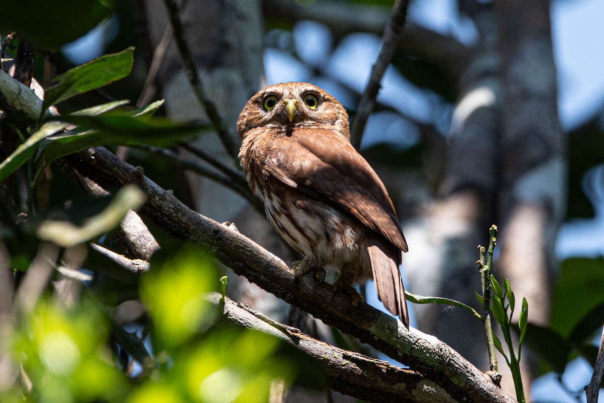 Ferruginous Pygmy-Owl - ML642991585