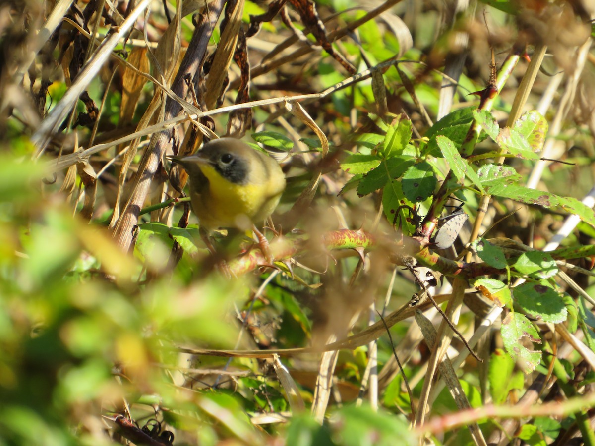 Common Yellowthroat - ML642991586