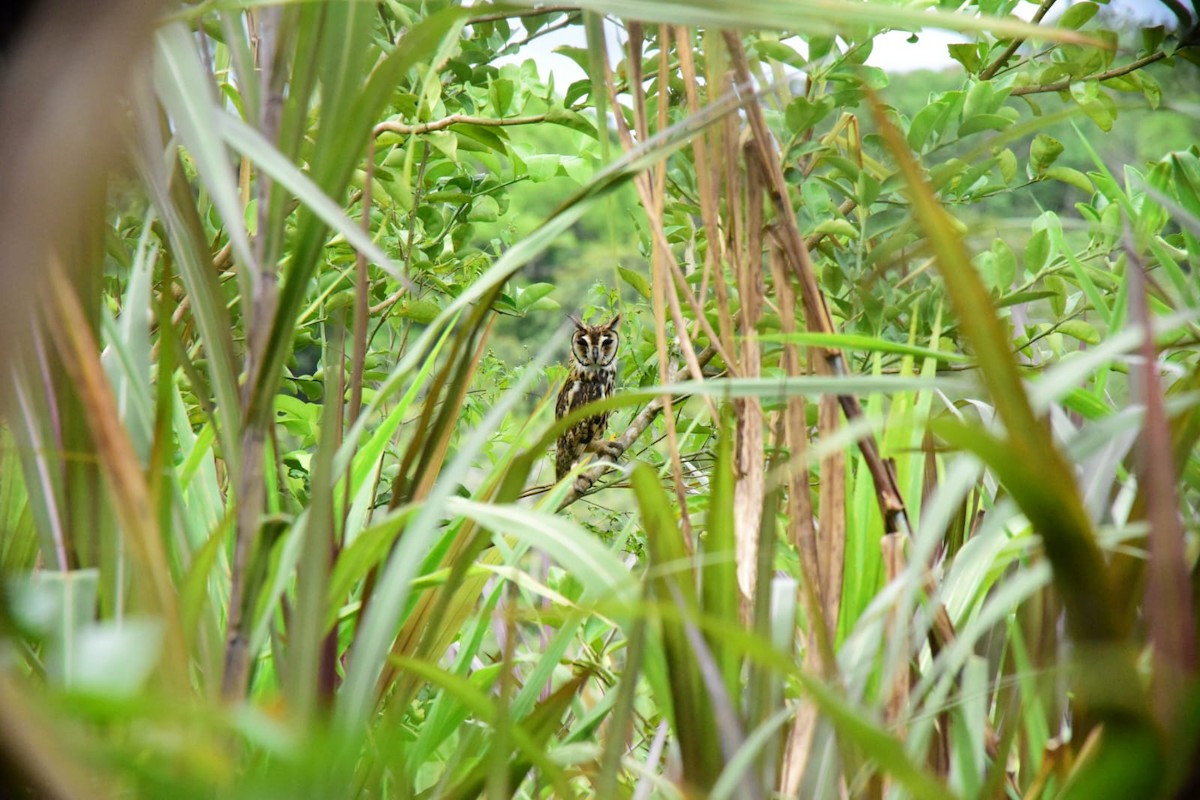 Striped Owl - ML642991593