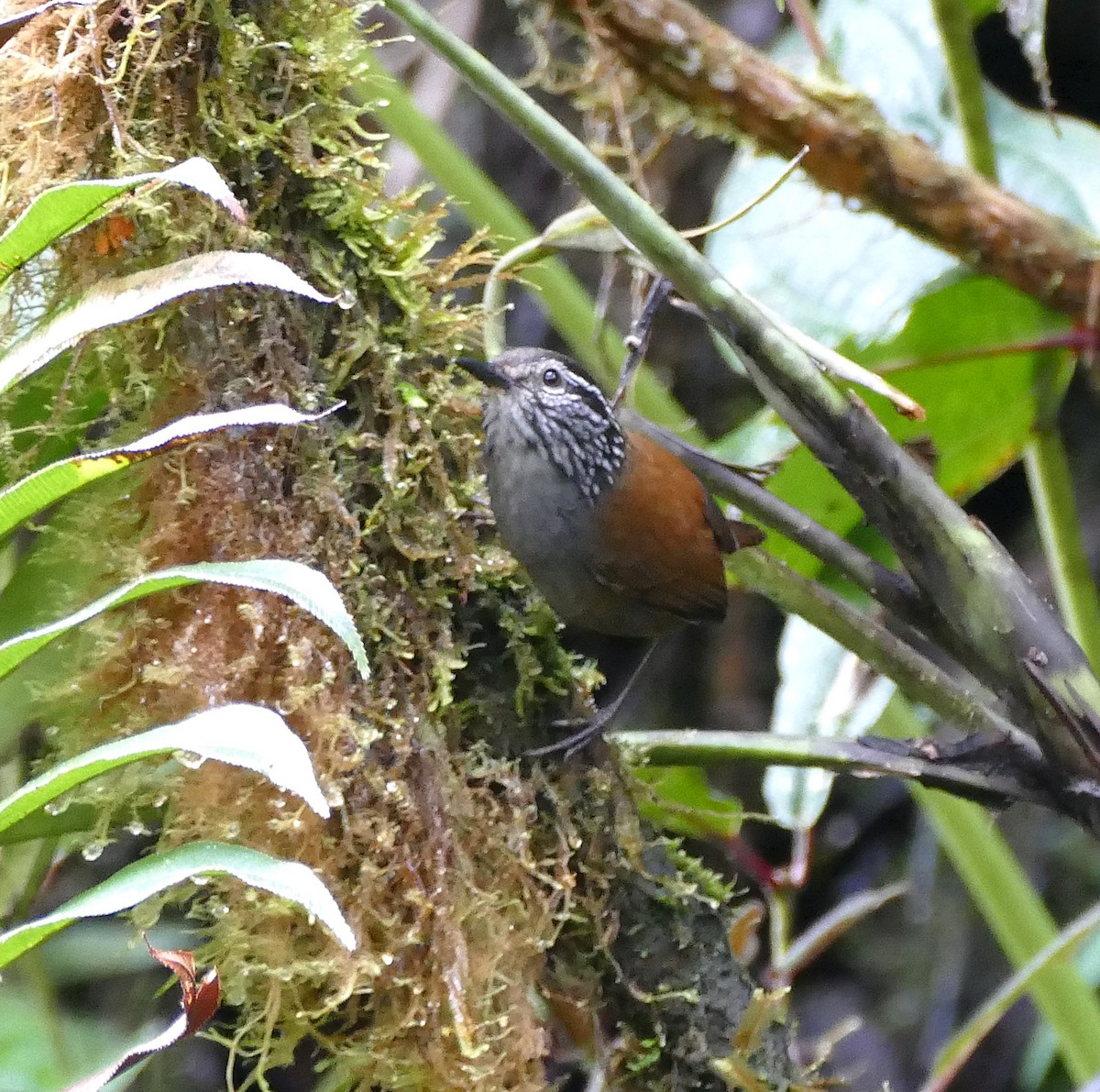 Gray-breasted Wood-Wren - ML642991594