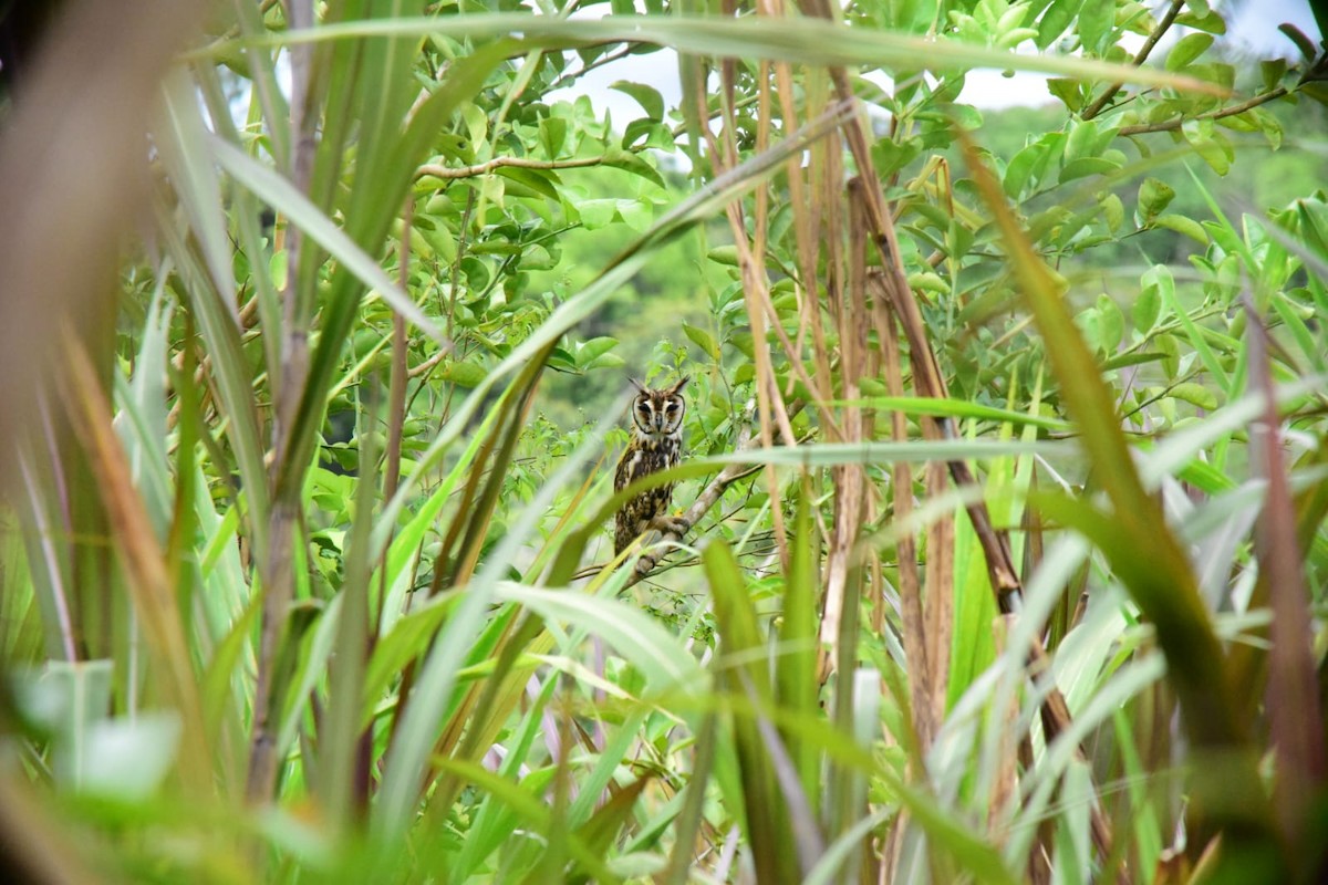Striped Owl - ML642991596