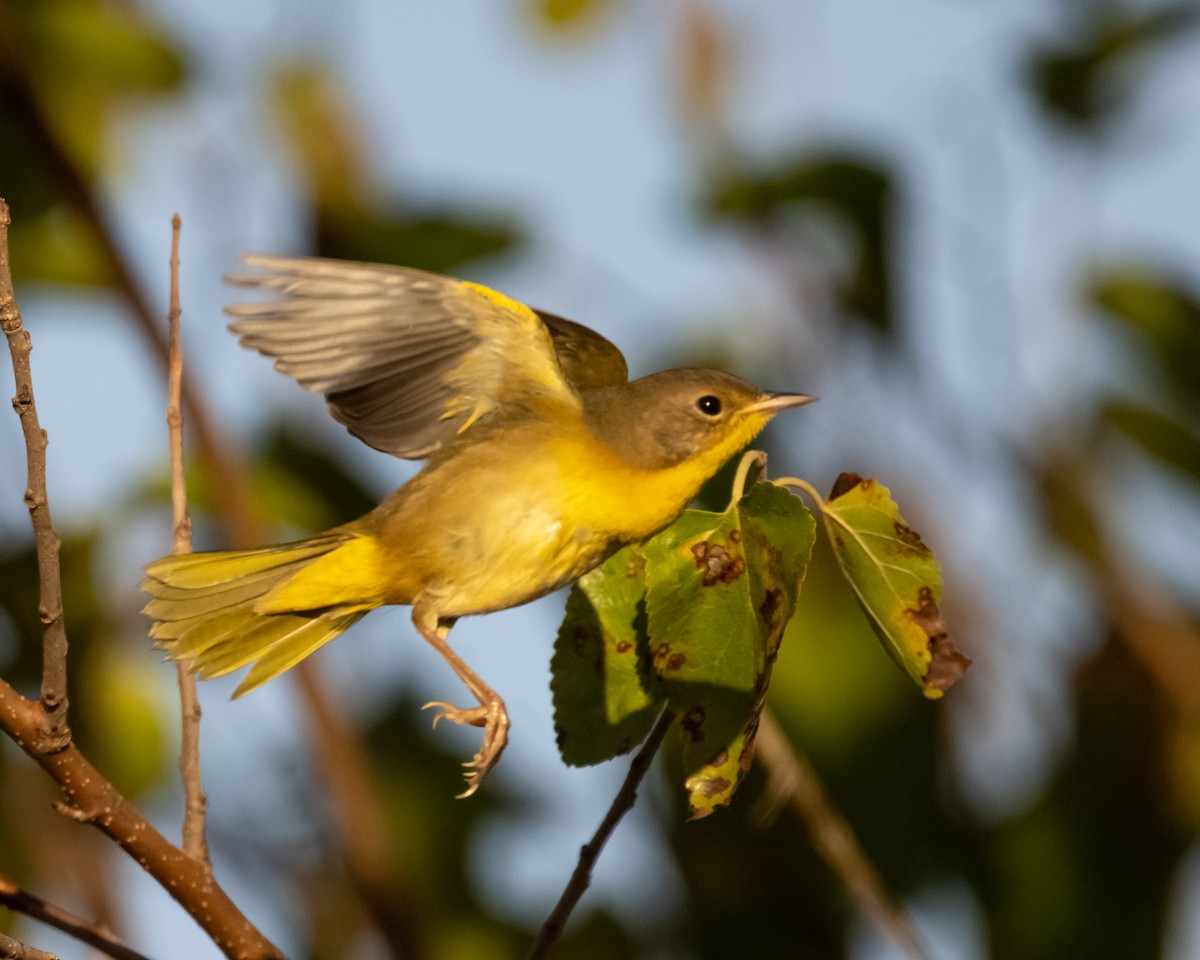Common Yellowthroat - ML642991597