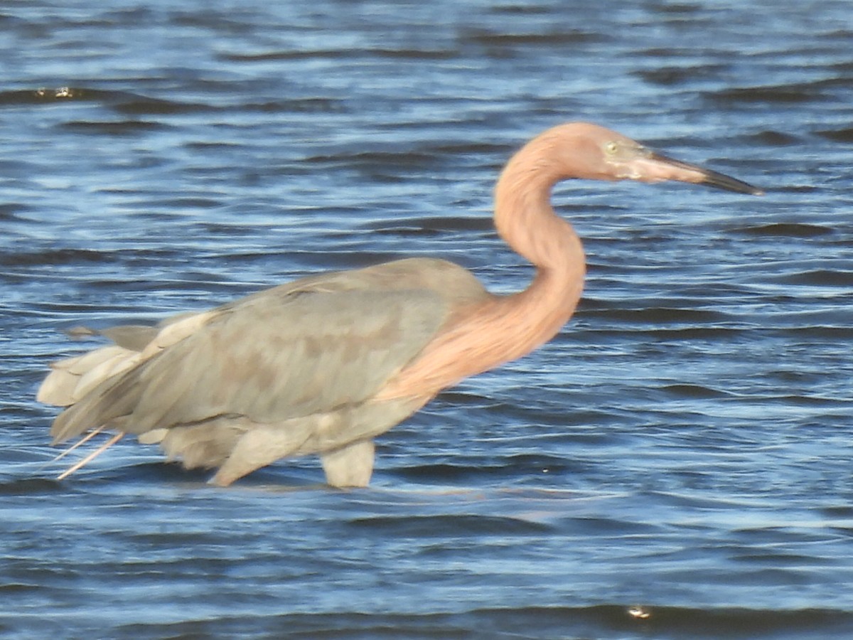 Reddish Egret - ML642991598