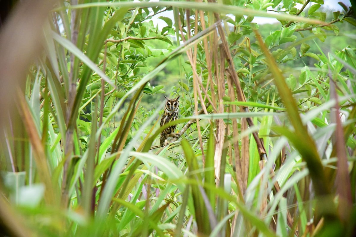 Striped Owl - ML642991602