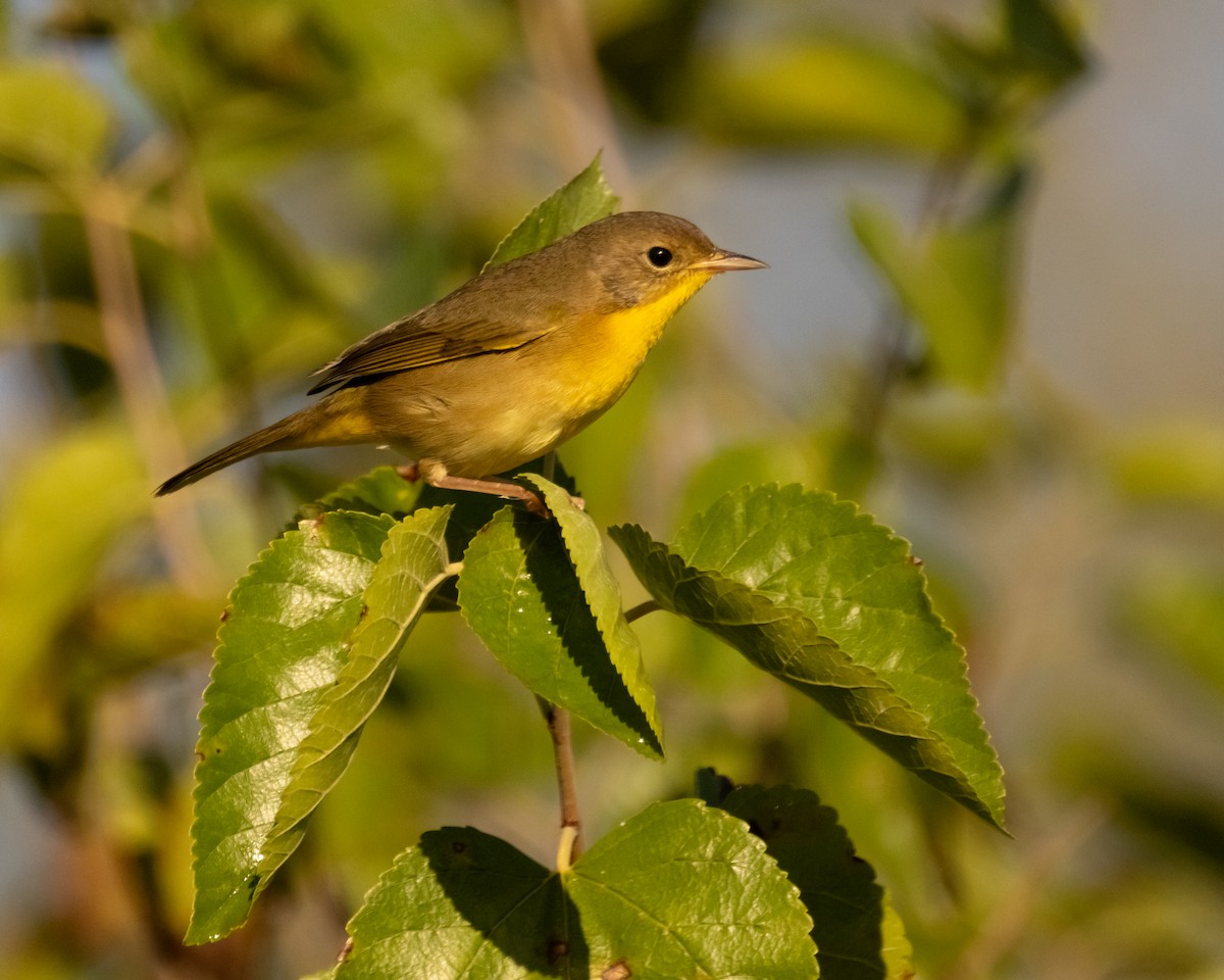Common Yellowthroat - ML642991607
