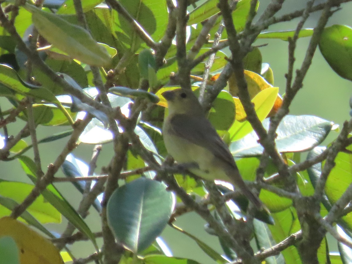 Yellow-bellied Seedeater - ML642991610