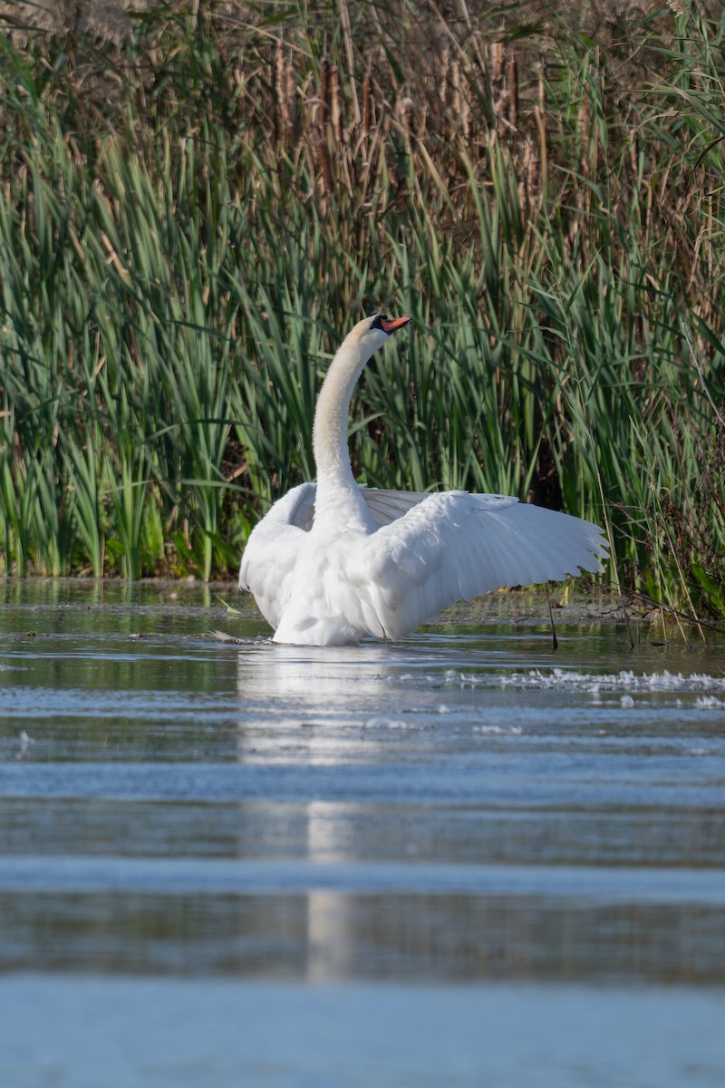Mute Swan - ML642991611