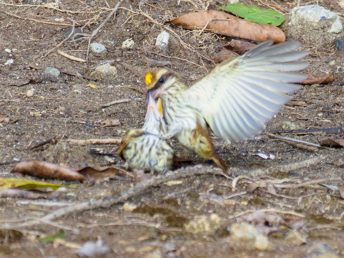 Streaked Flycatcher - ML642991616