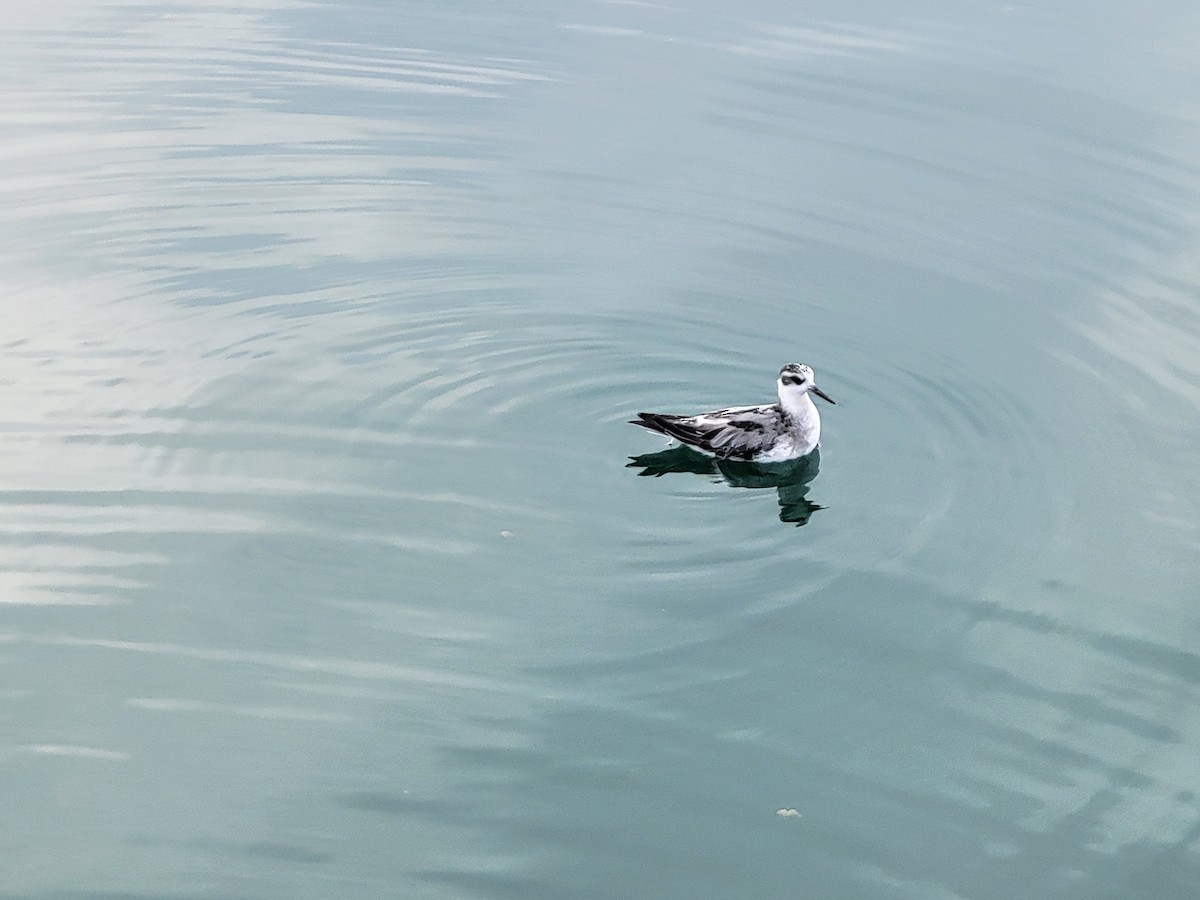 Red Phalarope - ML642991618
